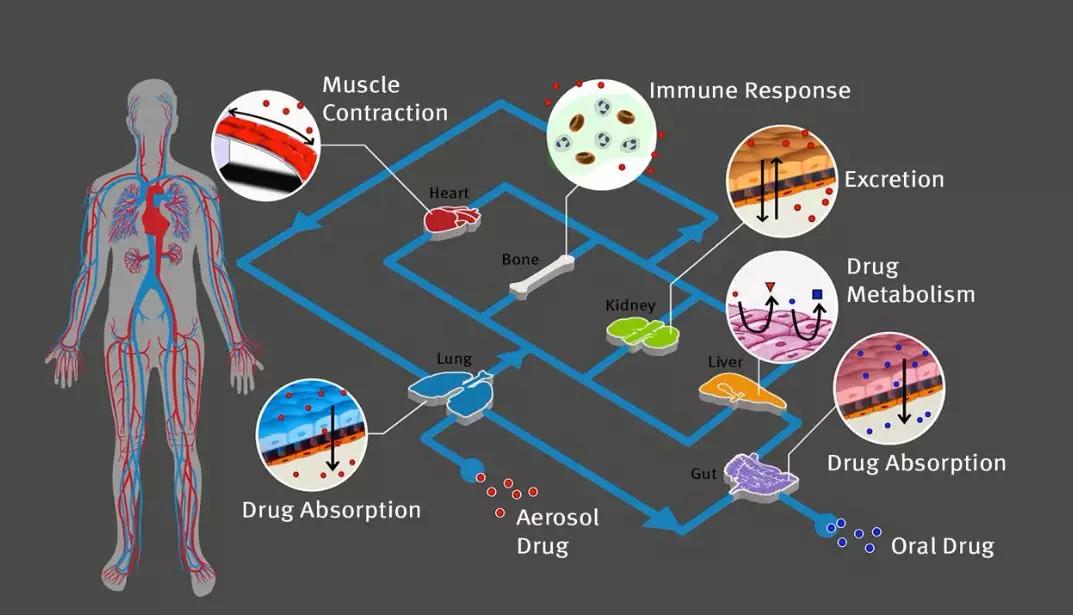 芯片上造器官,芯片人体植入技术解析