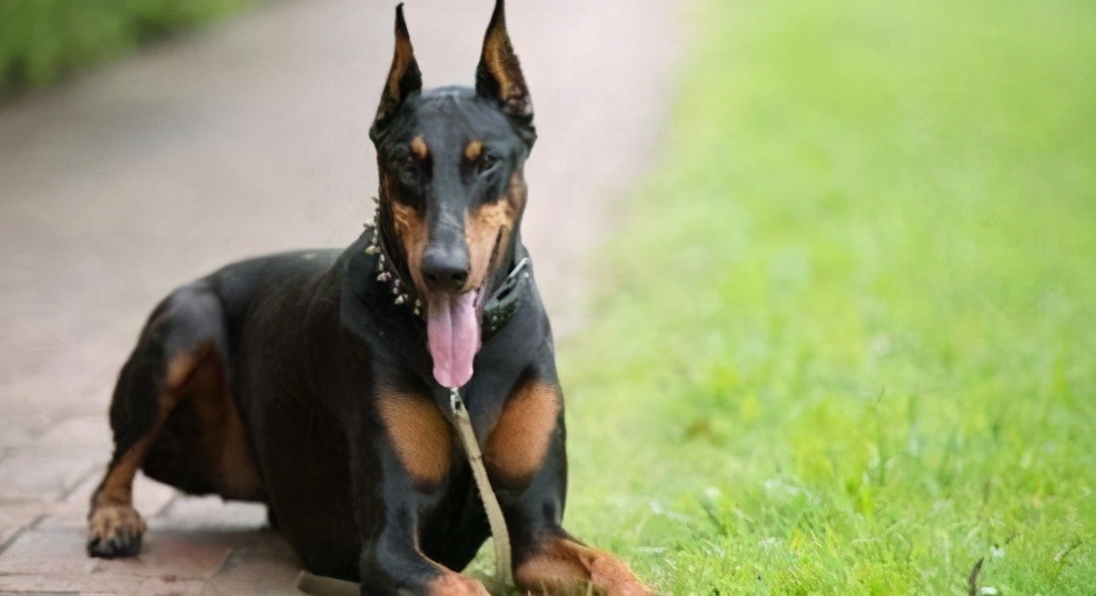 戈赞狗粮的优缺点,戈赞