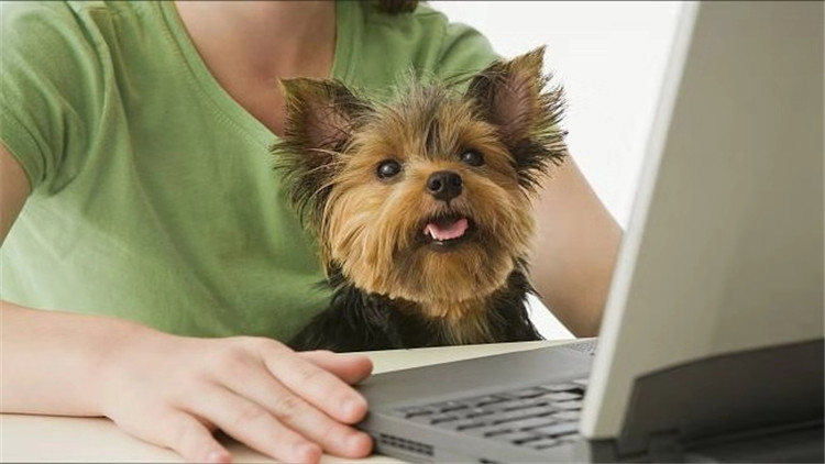 常见的梗犬有什么,梗犬是什么狗