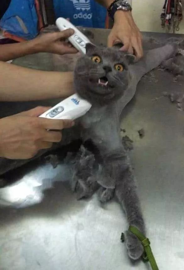 当猫咪剃了毛之后,春天猫咪剃了毛一直发抖