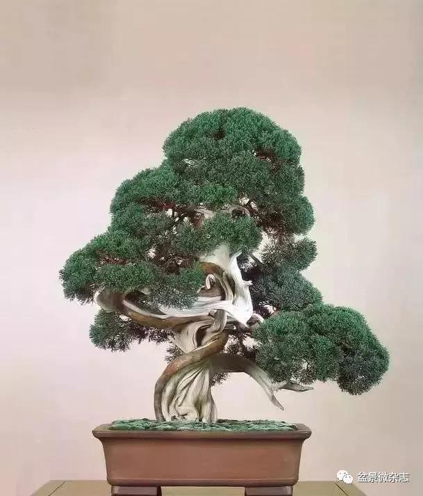 日本黄金光叶榉盆景 (日本风神盆景图片)