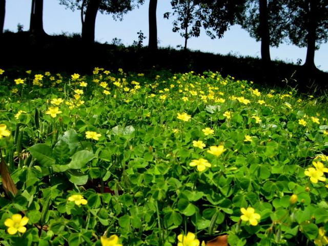 五一草花摆放的图片,春天常见的40种花图片