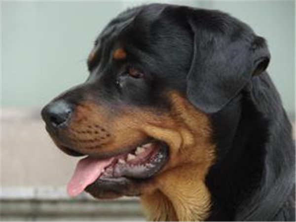 防暴犬,防暴犬都有哪些