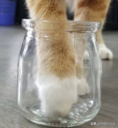 什么原因促使抢购猫爪杯,一个杯子为什么能卖3个亿