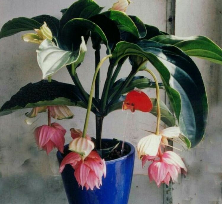 灯笼花的养护方法和注意事项,灯笼花怎么养护才能开得茂盛