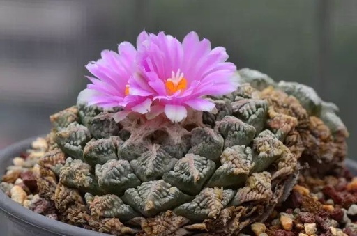 世界十大罕见花卉,世界名贵花卉高清大图