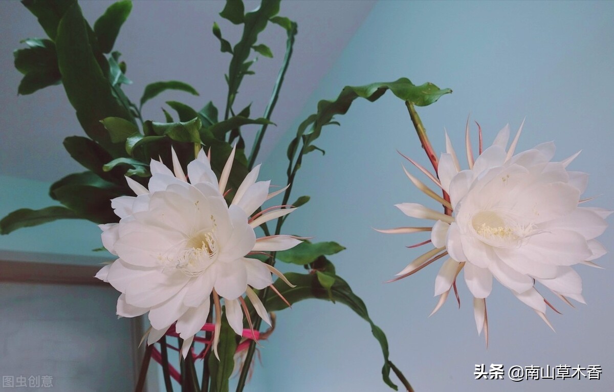 观赏昙花一现感悟美好人生,昙花绽放的瞬间美到爆