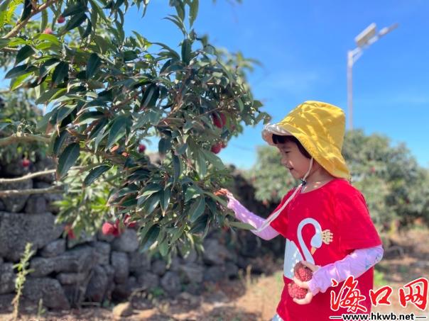 海南农旅融合促乡村振兴,海南乡村振兴示范村荔枝