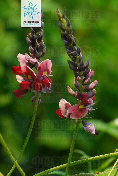 藁本神农本草经,神农本草经葛根原文