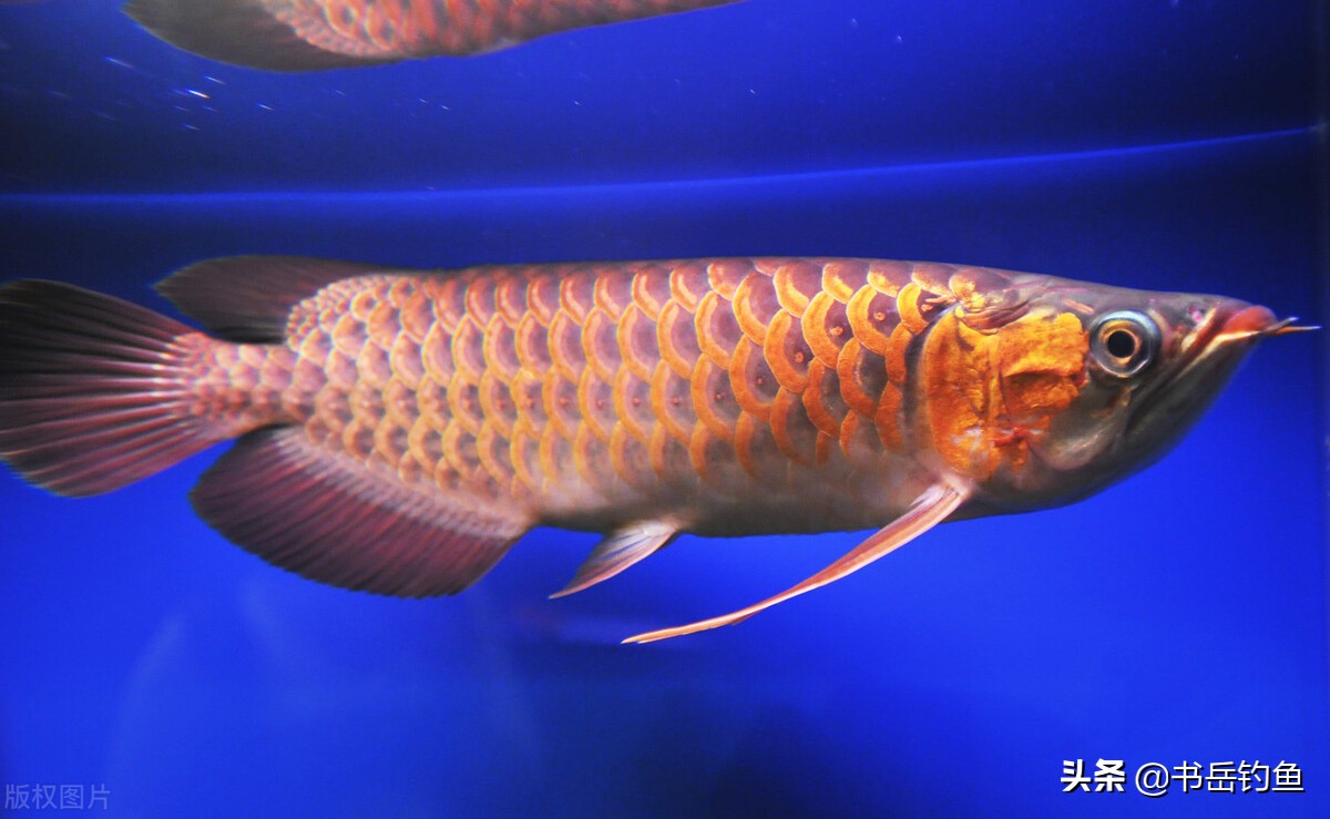 閽撻奔鎵惧噯楸奸亾鏄垎鎶ょ殑鍏抽敭,閽撳ぇ楸兼渶鐗㈢殑闃查挬鏂规硶