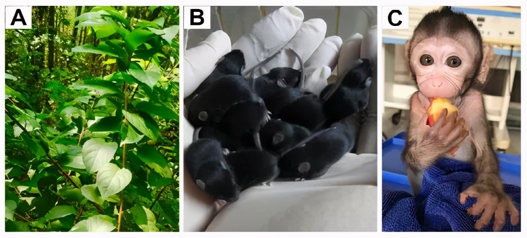 研发出男士避孕药,科学家研制出男性避孕药
