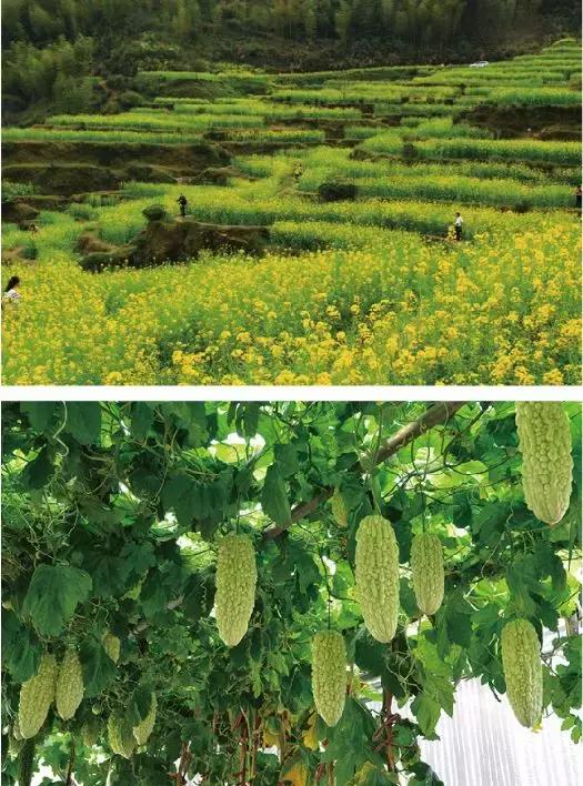 品智案例｜栖隐·大安民宿项目全案生态系统的突破