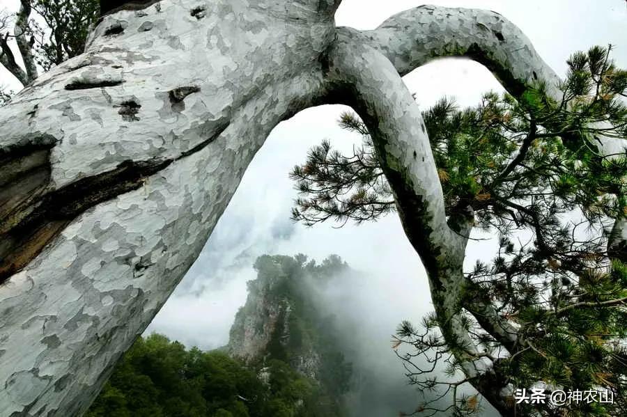 三月三神农山门票要钱吗,神农山三月三庙会