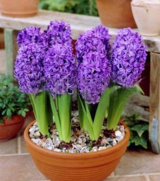 开过花的风信子种球怎样处理,开完花的风信子怎么养护