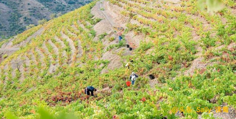 红酒在酒庄经历了什么？争议如此大？朱广权式幽默告诉你