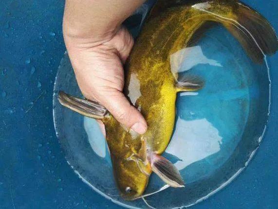 野钓昂刺鱼用什么饵,桥筏钓昂刺要不要打窝