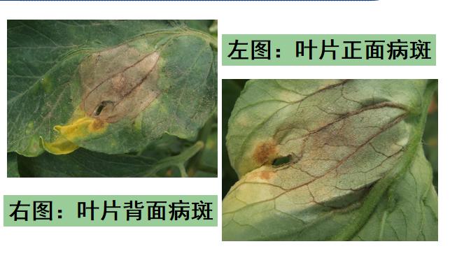 西红柿转色慢怎么解决,西红柿转色的最佳温度