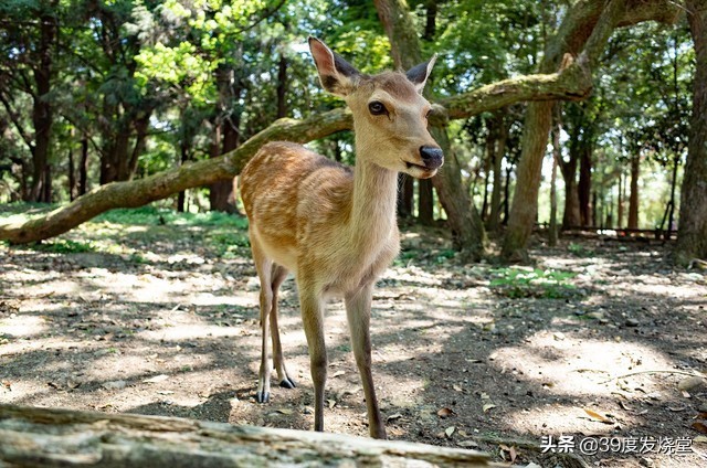 目前公认最好的拍照卡片机,推荐一款比手机拍照好的卡片机