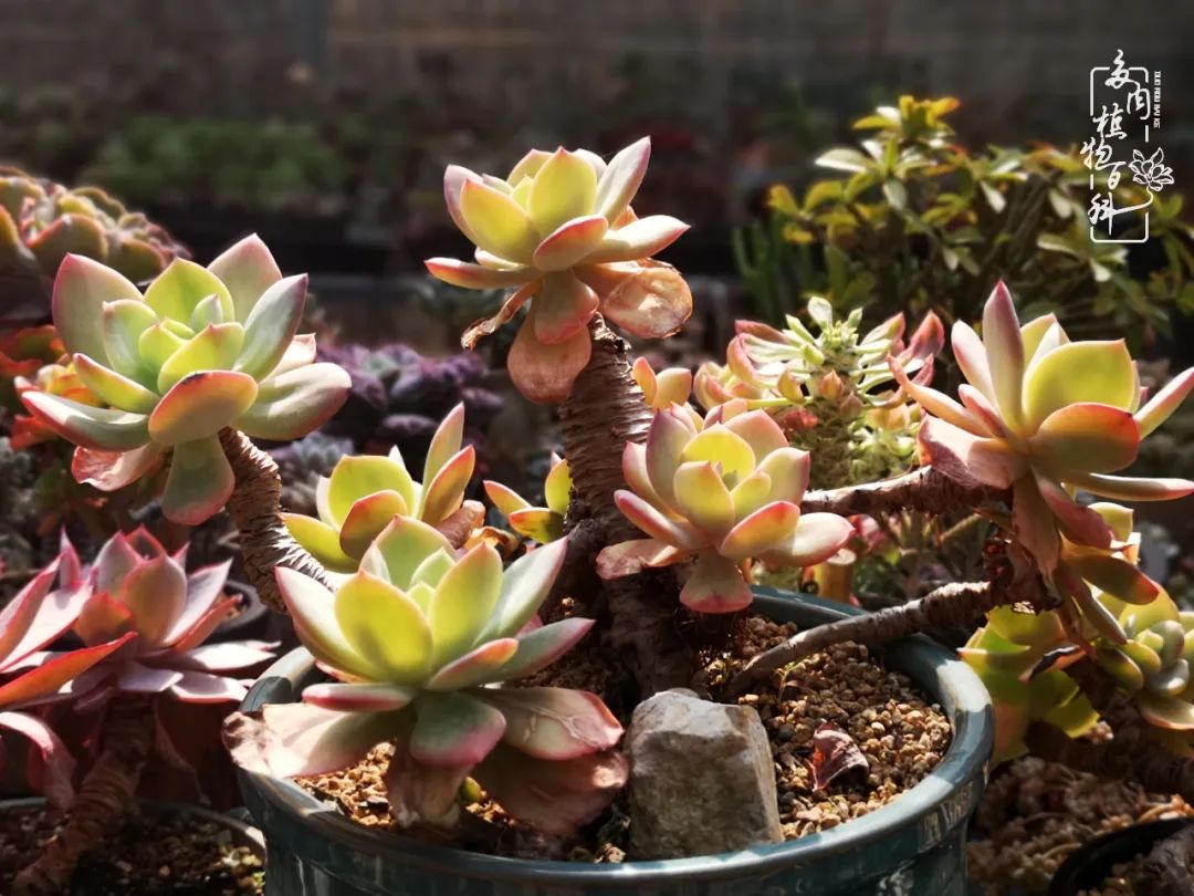 围观多肉版武林大会，一起穿越吧,下