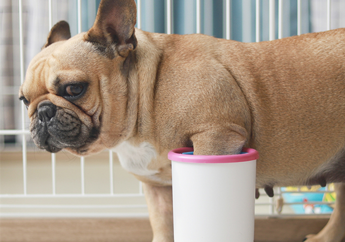 狗狗脚掌又红又肿怎么回事,小狗犬瘟热脚掌会怎么变化