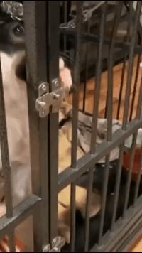 把车标全部抠掉违法吗,把车标抠下来清灰