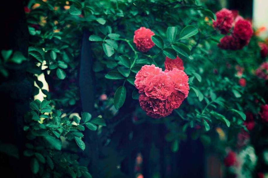 写蔷薇花的古诗词,关于蔷薇花的诗句古诗