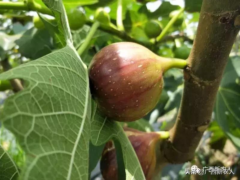 南宁那笔村无花果,南宁摘无花果