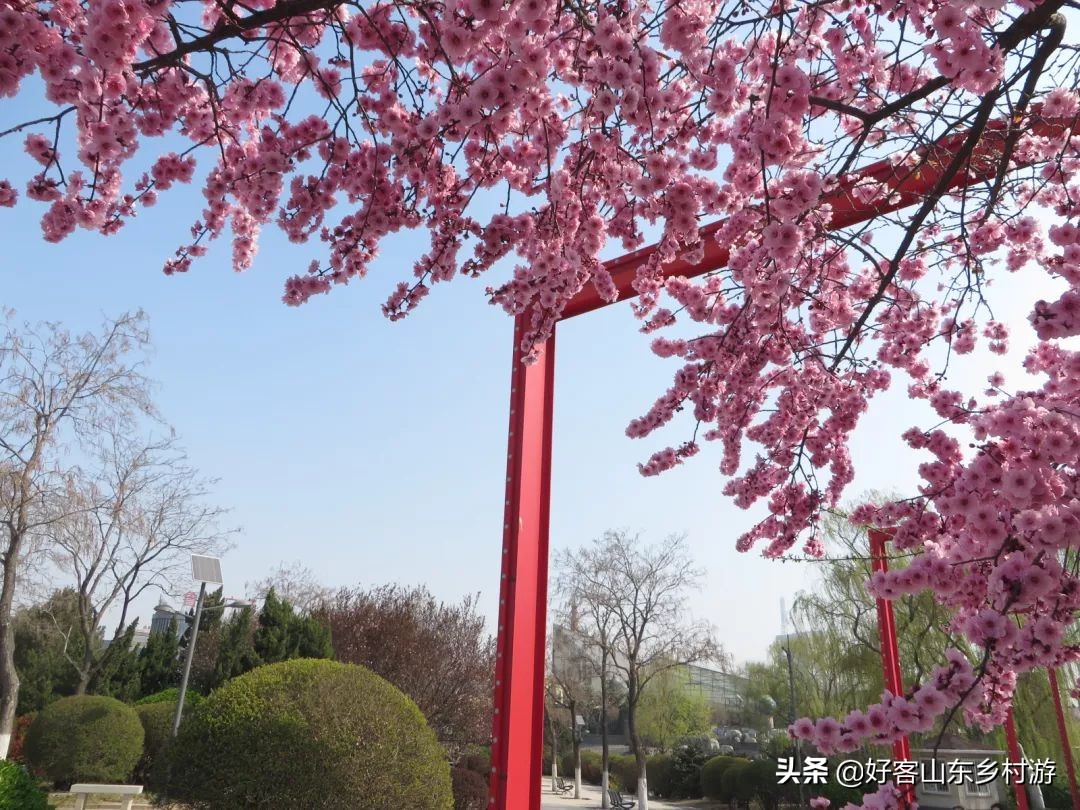 济南春季赏花自驾,济南踏青赏花新模式