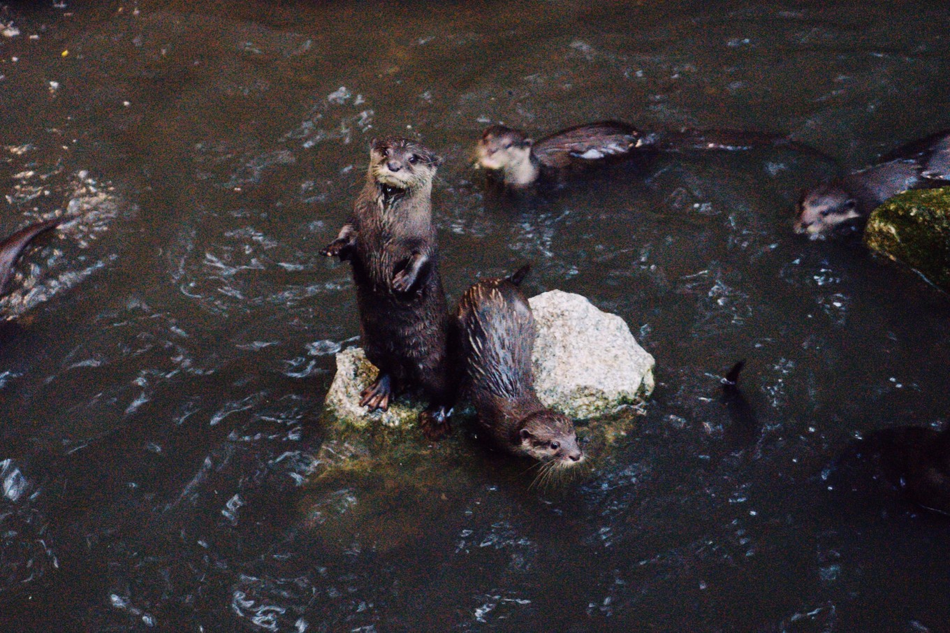中国蝙蝠动物园,中国有蝙蝠的动物园