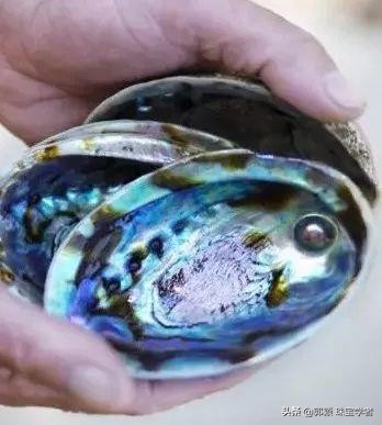 珍珠的贝壳妈妈,珍珠的妈妈叫什么