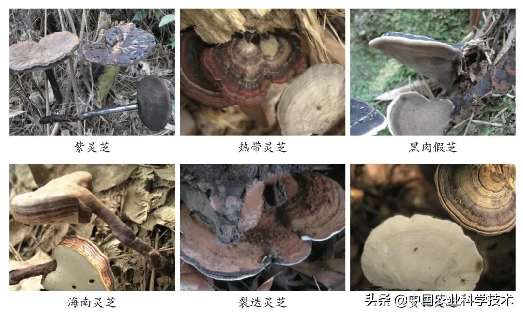 如何鉴别灵芝孢子粉真假,怎么判断灵芝有没有孢子粉