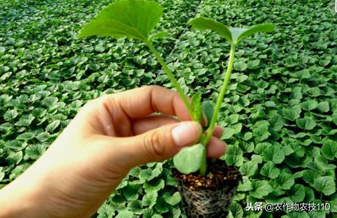 甜瓜品种更香更甜更高产易栽培,冬季大棚甜瓜高产栽培技术