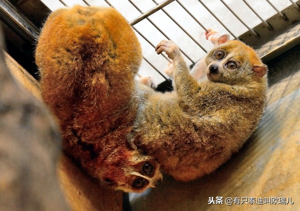 夜行馆动物重出「江湖」超萌「无脸男」准备与大家见面啰！