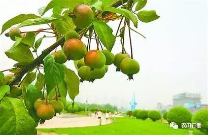 果园管理规章制度,柑橘果树修剪15条铁律