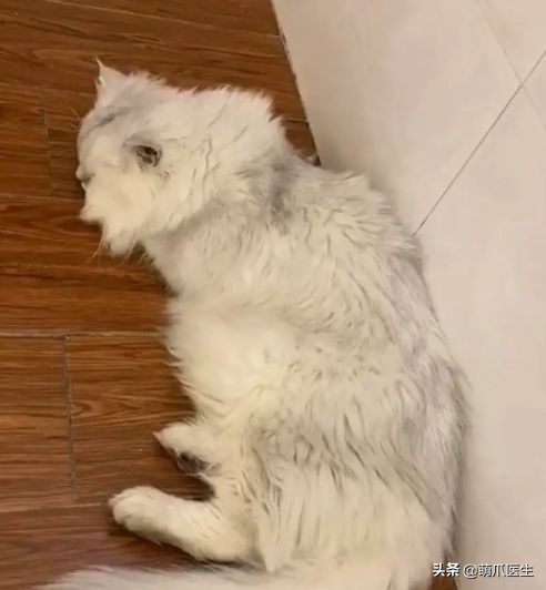 哪个品牌的猫粮把猫吃死了,go猫粮出事后怎么办