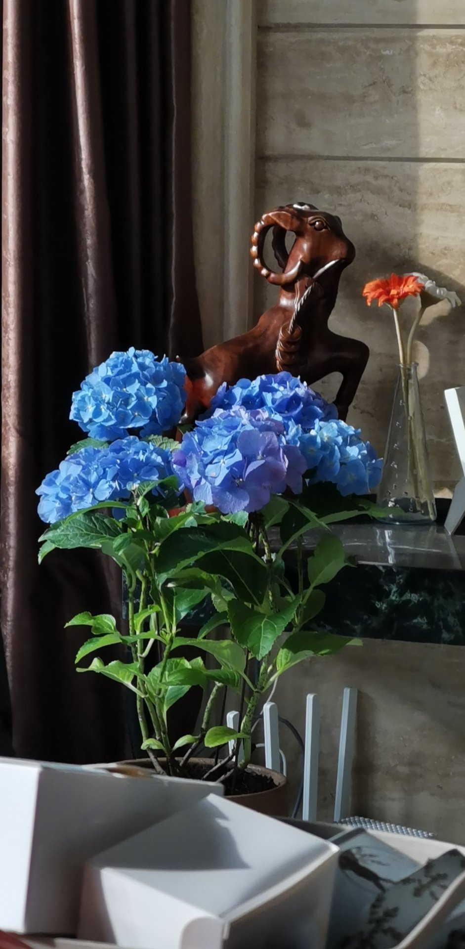 绣球爱闷根是什么原因,绣球花喜欢水