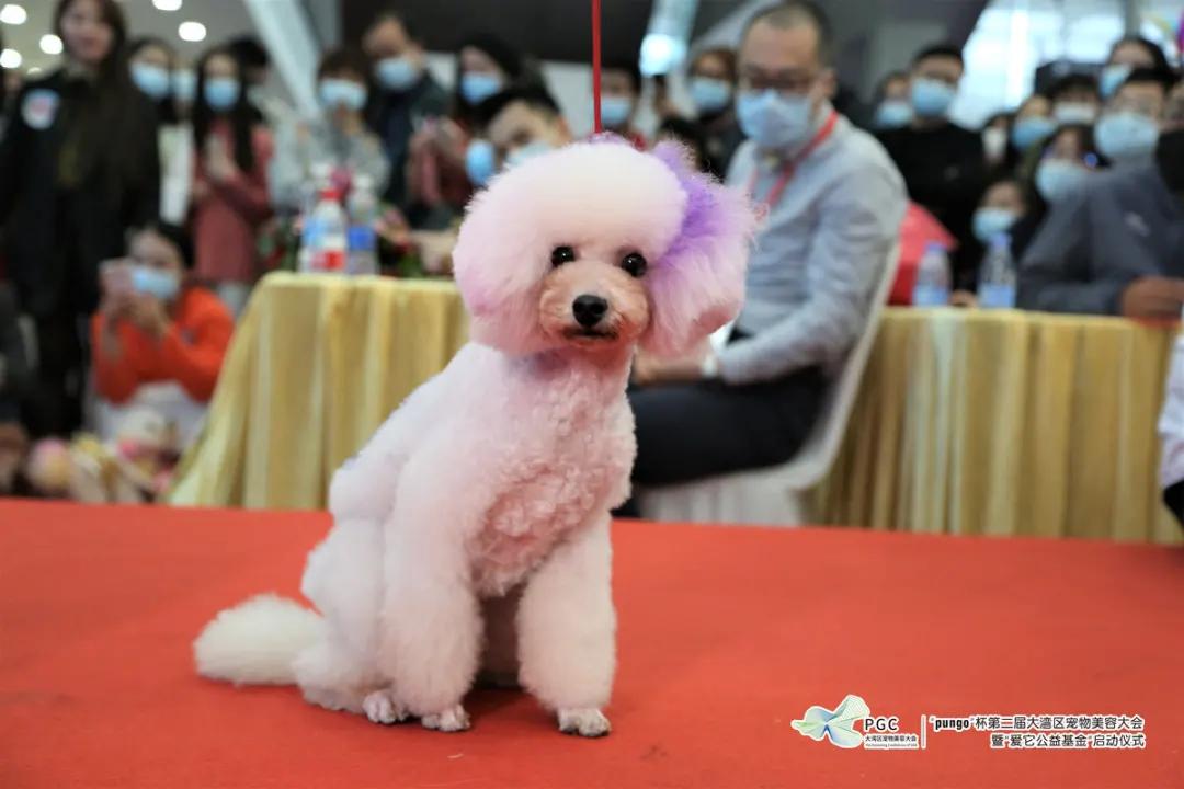 pungo瀹犵墿缇庡,瀹犵墿澶ц禌瀹岀編钀藉箷