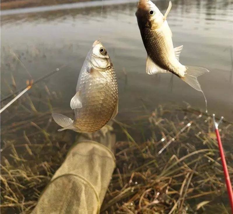 野钓总是下钩中鱼情况分析,野钓双尾率怎么提升