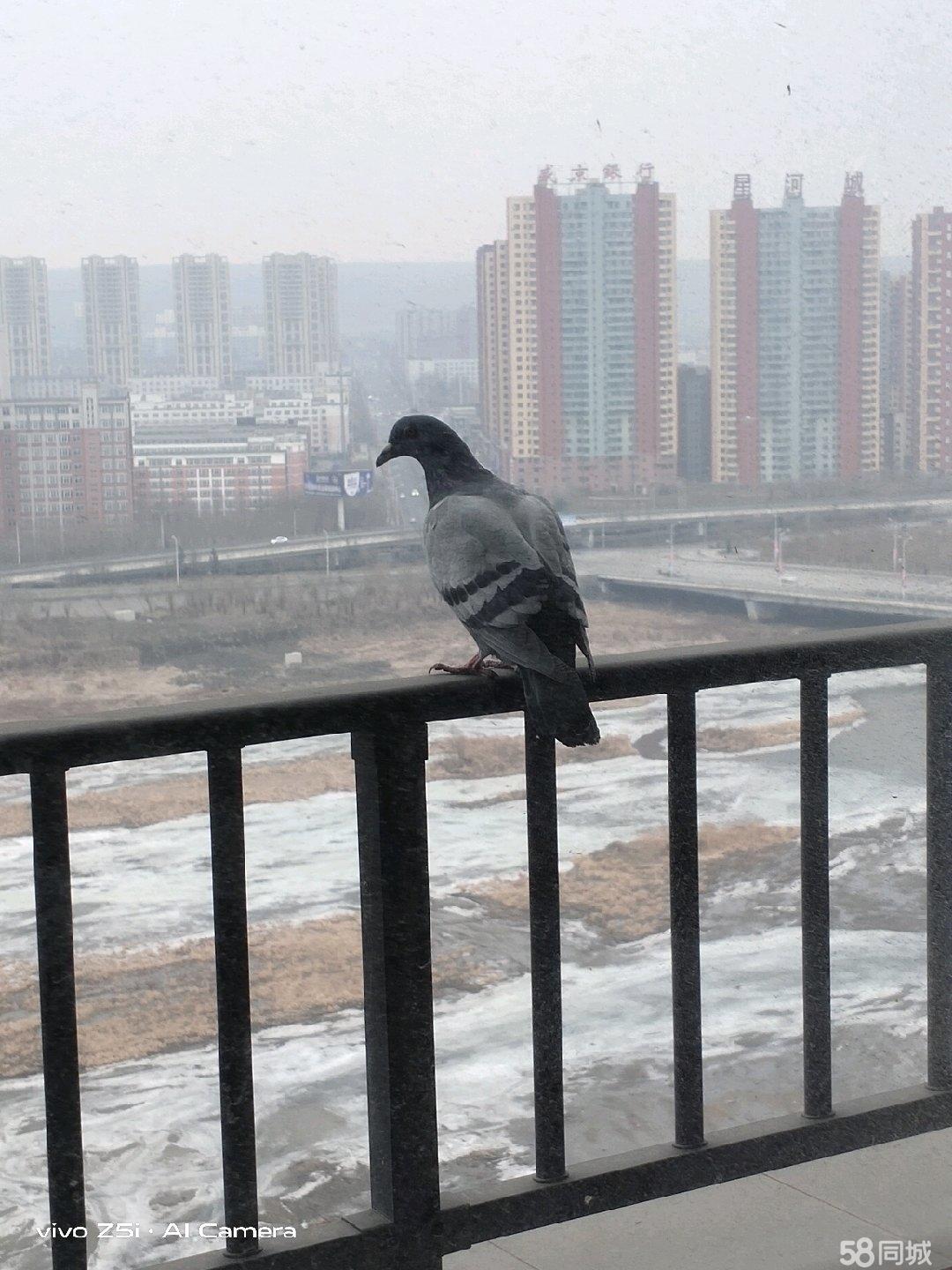 毛坯墙怎么装修没有甲醛,新房装修不用刷墙