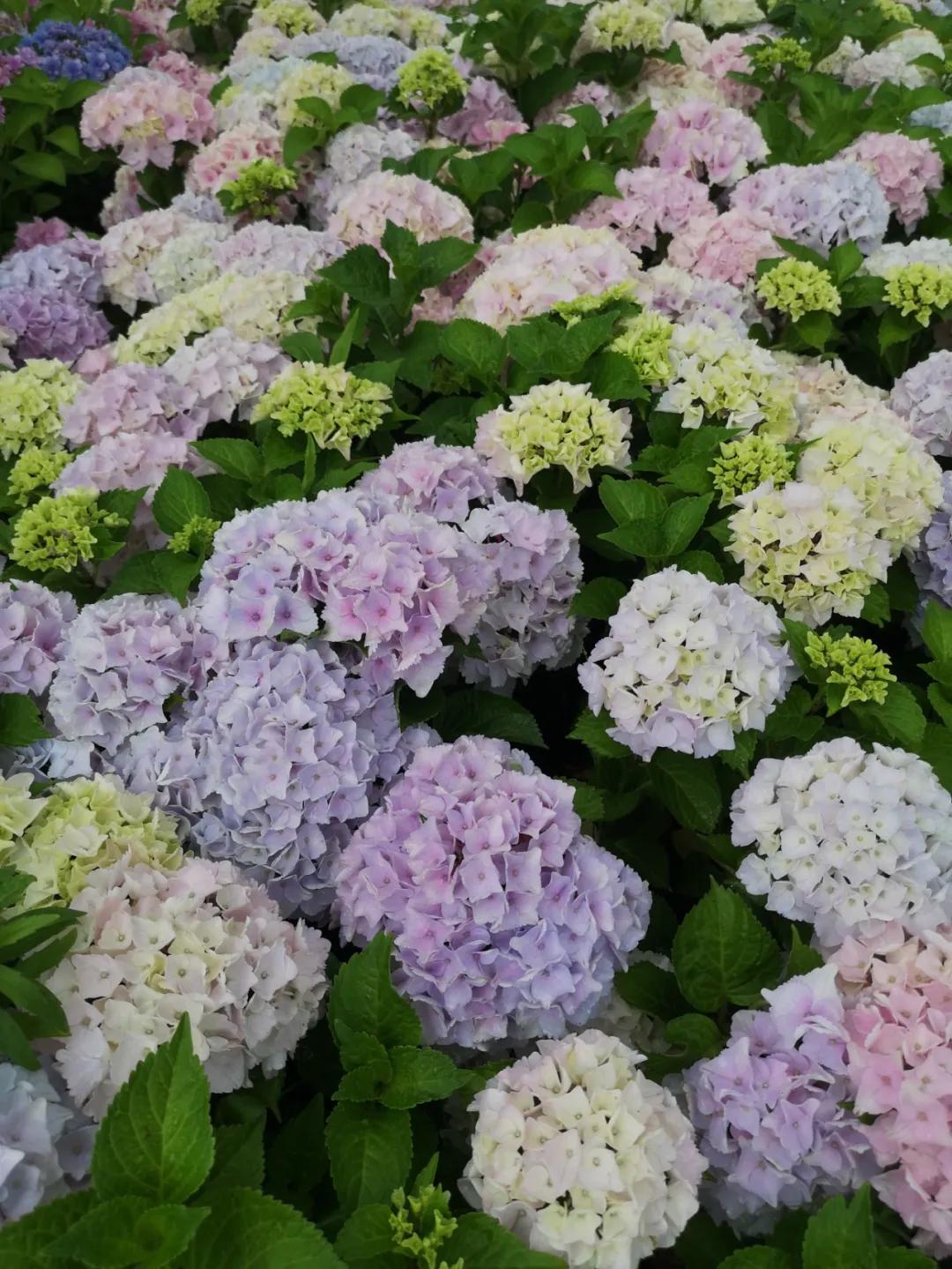 一加仑绣球长几年能长大,绣球扦插苗如何让其快速长大