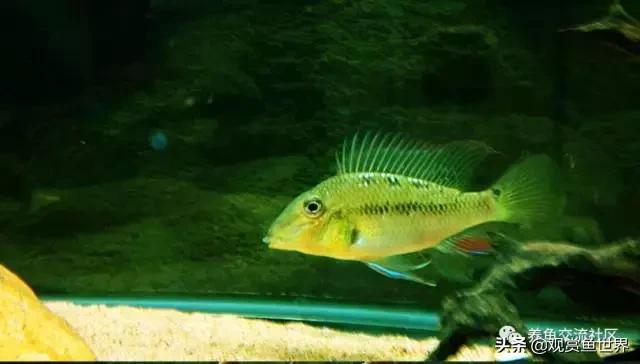 食土鲷一般多大尺寸,食土鲷哪个品种小一点