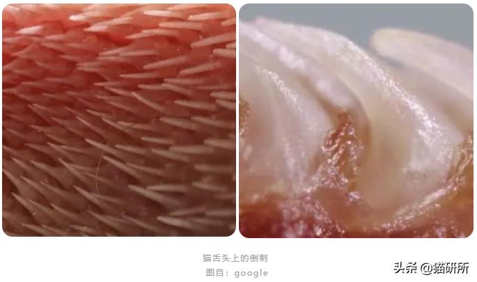 猫咪舌头上的“倒刺”其实是吸管？