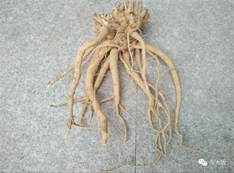 POLA美白面膜,pola焕亮面膜