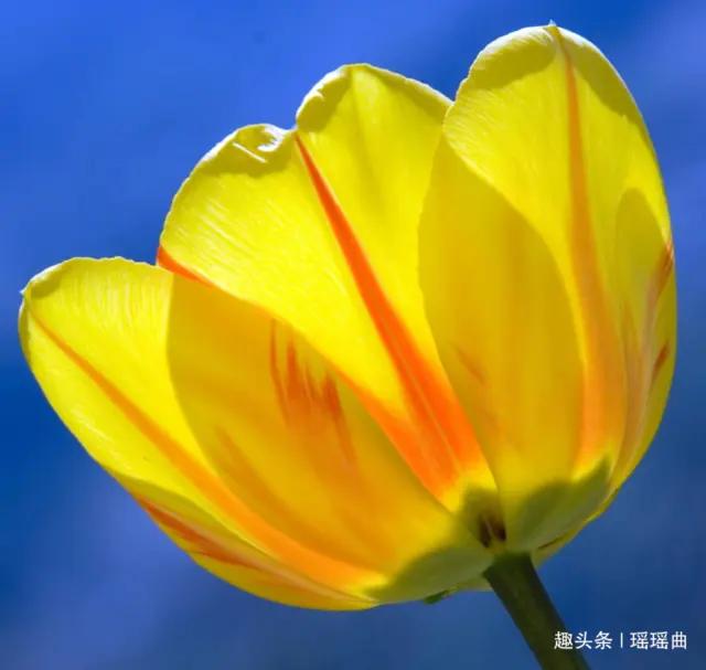 各国国花及花语,各国的国花和花语