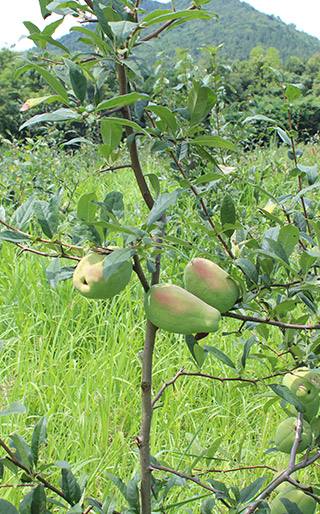 挖潜“植物黄金”，助您变成“白富美”