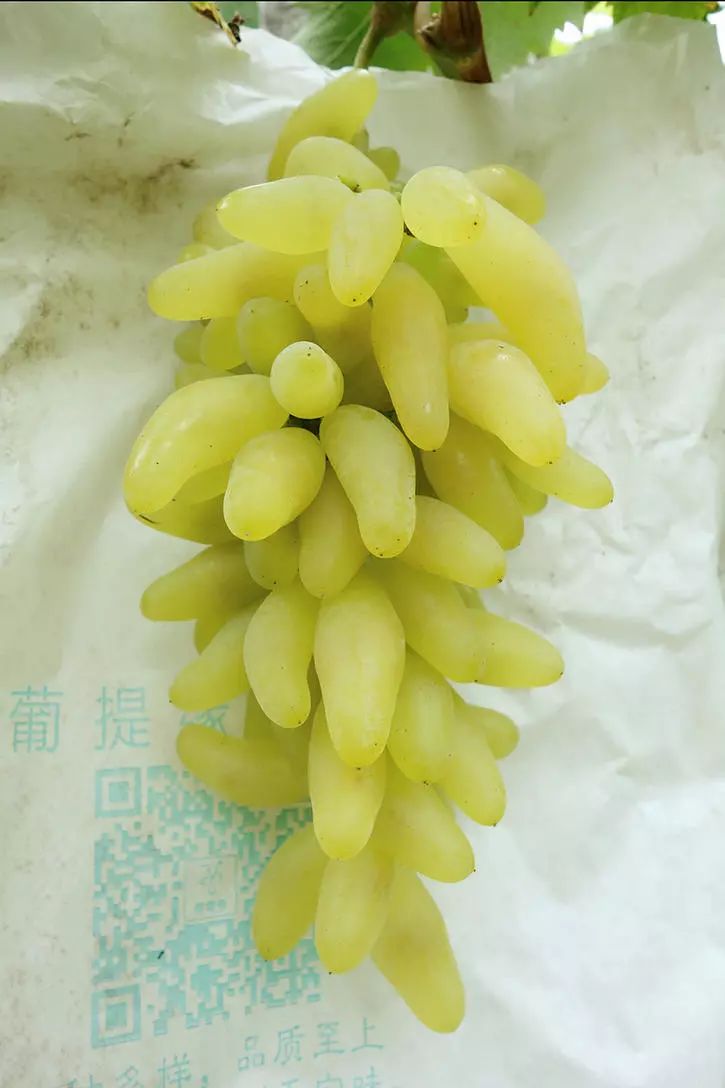 最推荐种植的葡萄品种,最好种植的葡萄品种