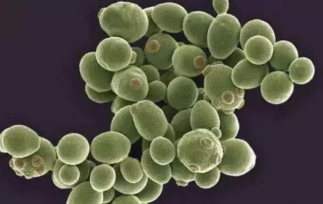 神仙水一瓶400多是真的还是假的,20元一瓶的神仙水真的值得买吗