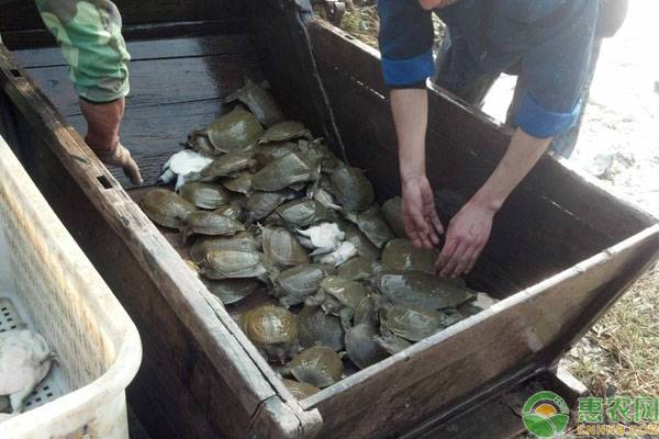 福寿甲鱼养殖技术,养螺养甲鱼最佳方案