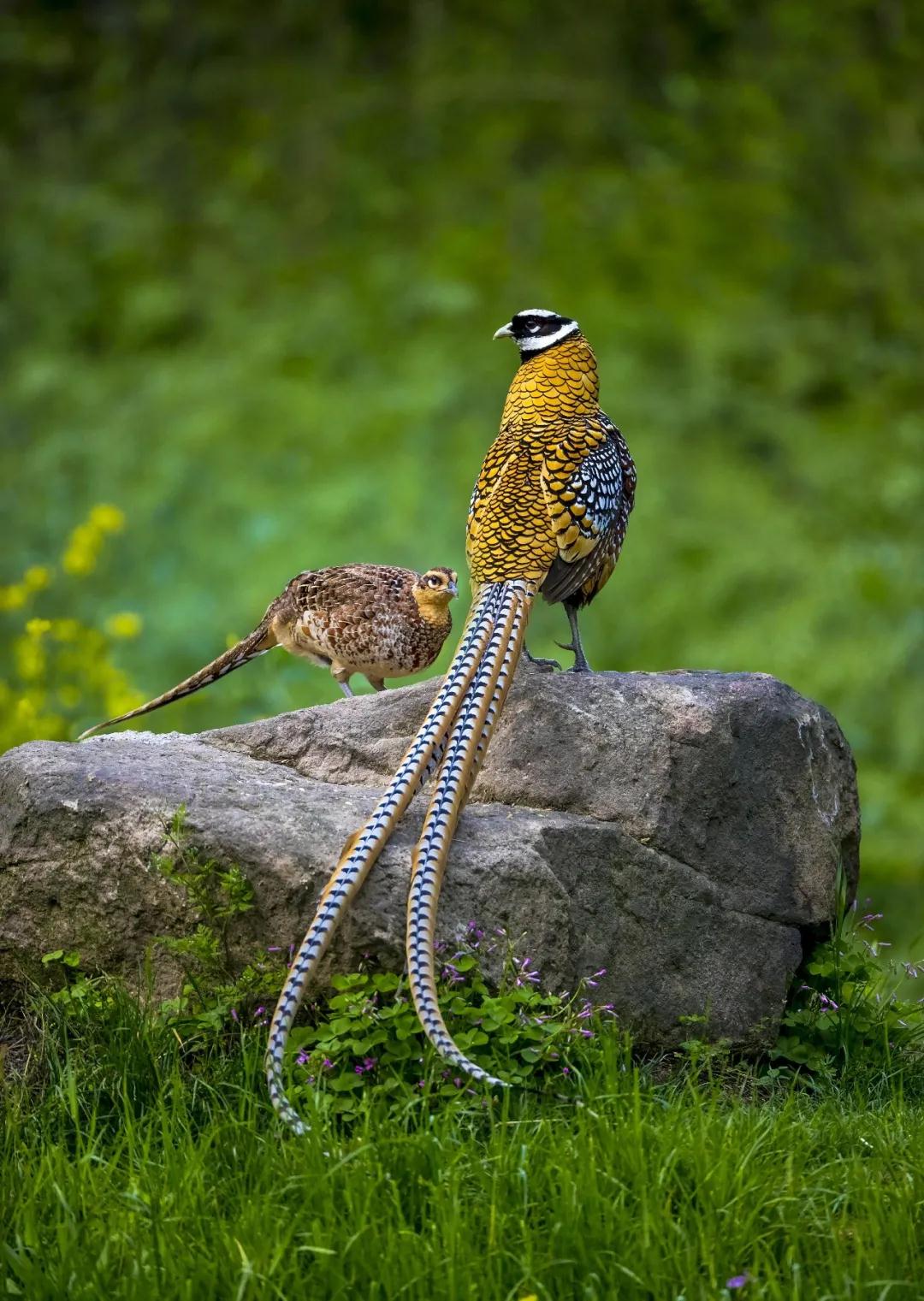 全国林草生物多样性保护成就展,林业生物多样性保护