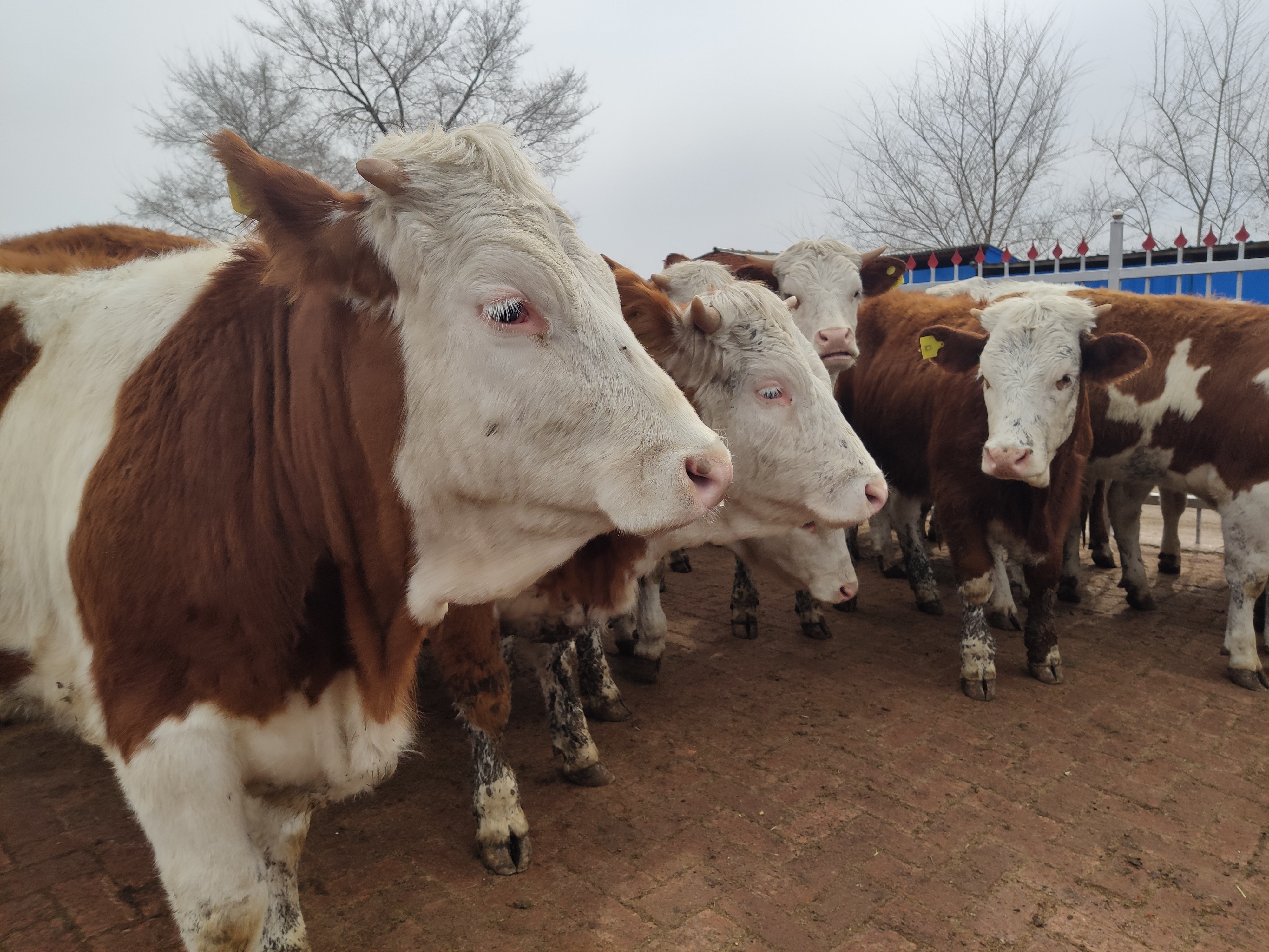 老养牛人经验,老养牛